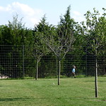 Roamin' on a Tree Farm