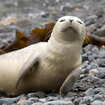 Seal