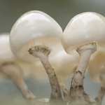 Porcelain fungus