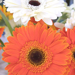 Gerbera
