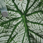 Cuticle Layer of A Plant