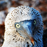 Galapagos Islands-69