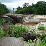 Asian Otter living with wildlife ...