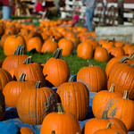 Pumpkins at Schultz's Country Barn