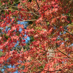 red leaves @ silver pavilion