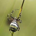 Argiope Bruennichi