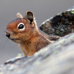 Cascade Golden-mantled Ground Squirrel (Spermophilus saturatus)