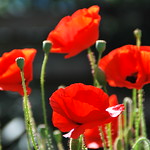 papaver/poppy