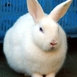 rabbit - ueno zoo