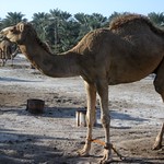 Camel Farm