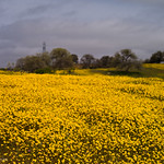 Goldfields and Valley Oaks, CA 58