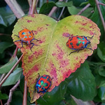 Love bugs 031