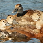 3S5X5529 Whistling Duck Family