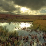 Wildmoor pool, before a storm