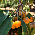 Cherry picking 2012 summer 032222