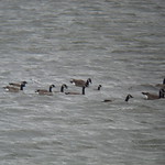 Cackling Goose IMG_4344