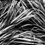 Nature's chaos (28/52)