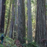 Headwaters Forest Reserve