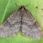 Winter Moth (Operophtera brumata)