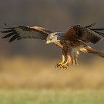 Kania Ruda, Red Kite (Milvus milvus) ... 2017r