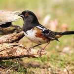 Spotted Towhee (Pipilo maculatus)