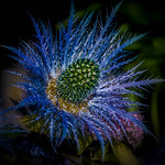 Prickly blue (Explore)