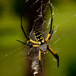 Garden Spider