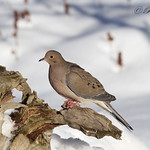 tourterelle triste / mourning dove
