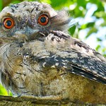 Young Tawny Frogmouth
