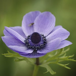 Anemone