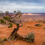 weathered juniper tree