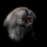 Baboon