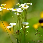 2015-06-30 Wild Flowers