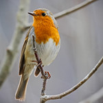 Rouge-gorge / European robin (Erithacus rubecula)