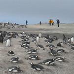 Tourists watching gentoo penguins, Saunders Island, Falkland Islands