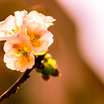 Backlit Blossoms