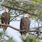 Blackwater ... a Pair in the Pines