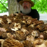 morels