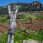 HFF - Happy Fence Friday !!
