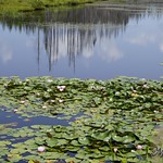Lilly pond