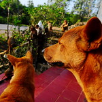 ,, Rocky, Mama, Monkeys ,,