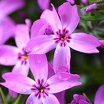 2014-05-10 Raindrops