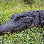 Alligator