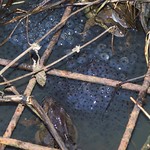 First Frogspawn 2017