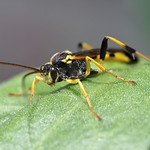 Large Ichneumon wasp Amblyteles sp. #1
