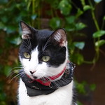 Le chat du Caf&eacute; Arcangel