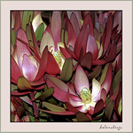 encontradas em Sydney...