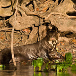 Giant Otter - Brazilian Pantanal