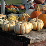Mini pumpkins
