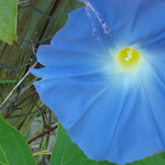 morning glory II
